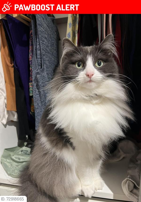 Lost Female Cat last seen Garrad’s Road Bus Stop, Greater London, England SW16 1QL
