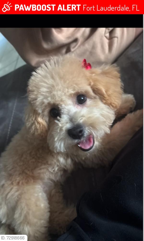 Lost Female Dog last seen Close by Joseph c. Carter park, Fort Lauderdale, FL 33311