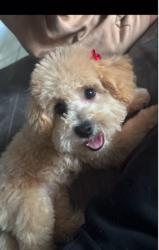 Lost Female Dog last seen Close by Joseph c. Carter park, Fort Lauderdale, FL 33311