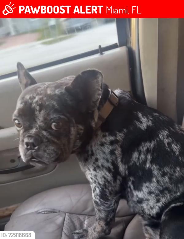 Lost Female Dog last seen Nw 22 ave nw 115 st, Miami, FL 33167