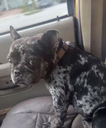 Lost Female Dog last seen Nw 22 ave nw 115 st, Miami, FL 33167