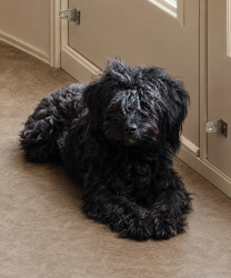 Reunited Female Dog last seen Kit Carson Trl and Teal, Killeen, TX 76542