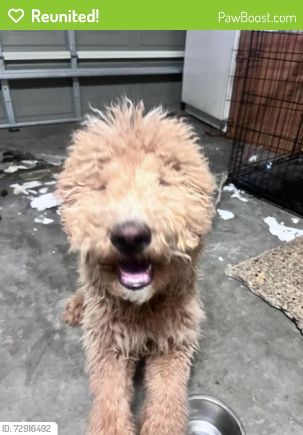 Reunited Male Dog last seen Knox Ave & Summit Ave, Fontana, CA 92336