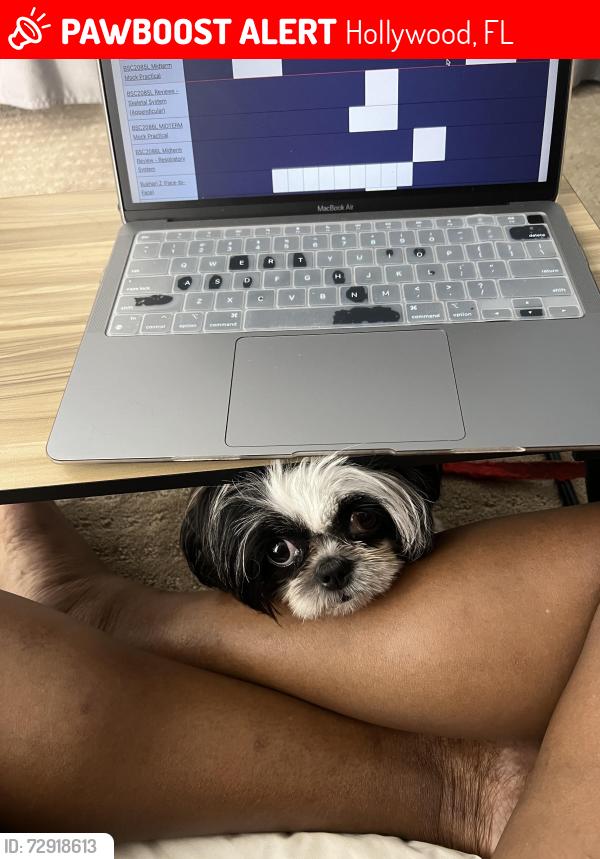Lost Female Dog last seen Johnson Street & N 28 Ave, Hollywood, FL 33020