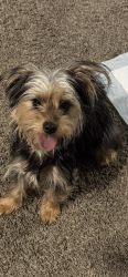 Reunited Female Dog last seen Ashland , Chicago, IL 60609