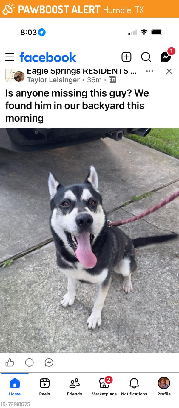 Found/Stray Male Dog last seen Eagle Springs , Humble, TX 77346