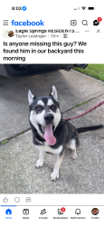 Found/Stray Male Dog last seen Eagle Springs , Humble, TX 77346