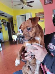 Found/Stray Male Dog last seen Five Palms elemtray, San Antonio, TX 78242