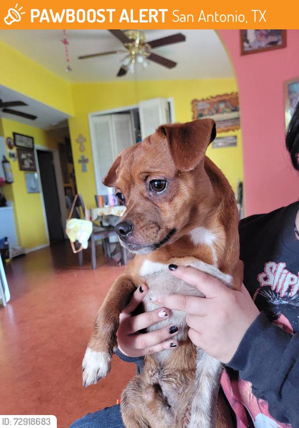 Found/Stray Male Dog last seen Five Palms elemtray, San Antonio, TX 78242