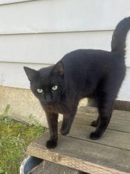 Found/Stray Male Cat last seen Clevland and Powell Gresham , Gresham, OR 97030