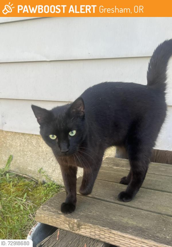 Found/Stray Male Cat last seen Clevland and Powell Gresham , Gresham, OR 97030