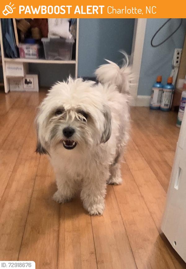 Found/Stray Female Dog last seen Old harris teeter off wyalong dr, near old harris teeter.  Near Idlewild & margaret Wallace , Charlotte, NC 28105