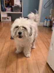 Found/Stray Female Dog last seen Old harris teeter off wyalong dr, near old harris teeter.  Near Idlewild & margaret Wallace , Charlotte, NC 28105