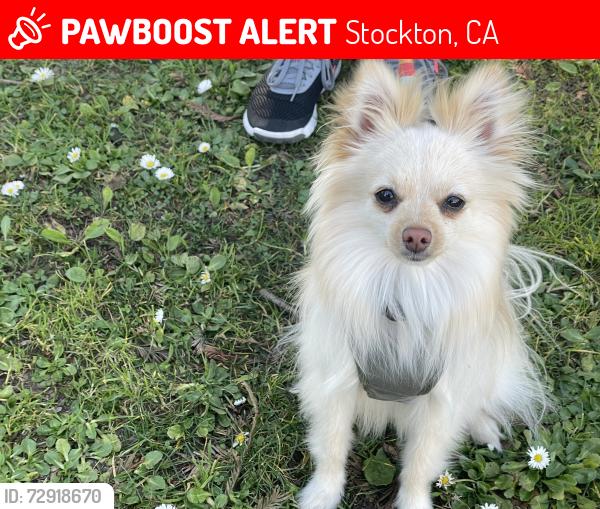 Lost Male Dog last seen Delaware ave, Stockton, CA 95204