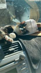 Lost Female Cat last seen Lavista, DeKalb County, GA 30033