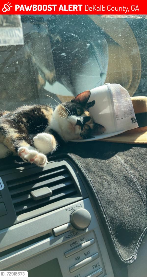 Lost Female Cat last seen Lavista, DeKalb County, GA 30033