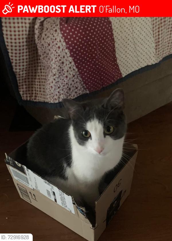 Lost Male Cat last seen Outer 40, O'Fallon, MO 63368