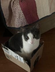 Lost Male Cat last seen Outer 40, O'Fallon, MO 63368