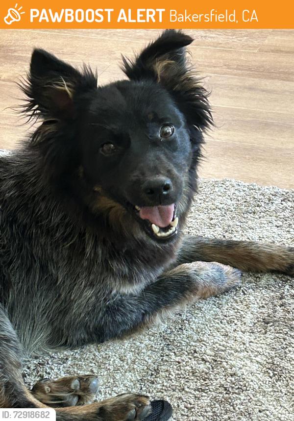 Found/Stray Male Dog last seen Allen Rd and White Ln, Bakersfield, CA 93312