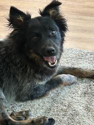Found/Stray Male Dog last seen Allen Rd and White Ln, Bakersfield, CA 93312