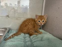 Shelter Stray Male Cat last seen Near S 200 E, SALT LAKE CITY, UT, 84111, Taylorsville, UT 84123