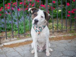 Shelter Stray Male Dog last seen Near W 116th Street, NEW YORK, NY, 10026, New York, NY 10029