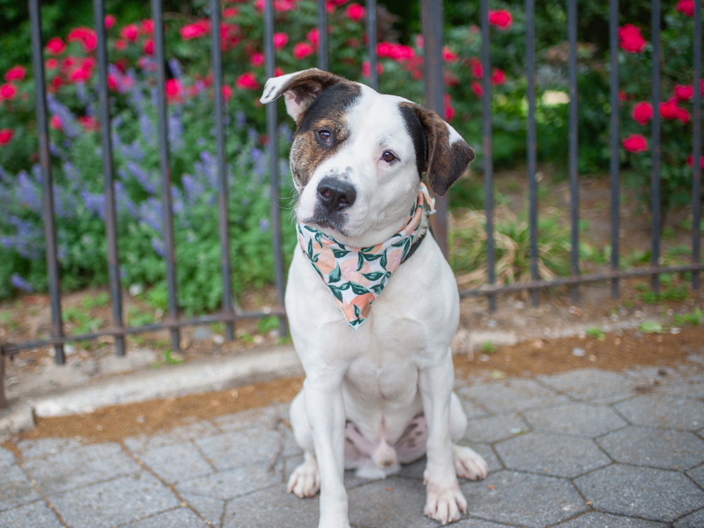Shelter Stray Male Dog last seen Near W 116th Street, NEW YORK, NY, 10026, New York, NY 10029
