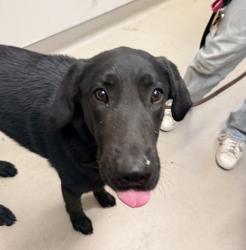 Shelter Stray Male Dog last seen Not Provided., Brawley, CA, 92227, El Cajon, CA 92020