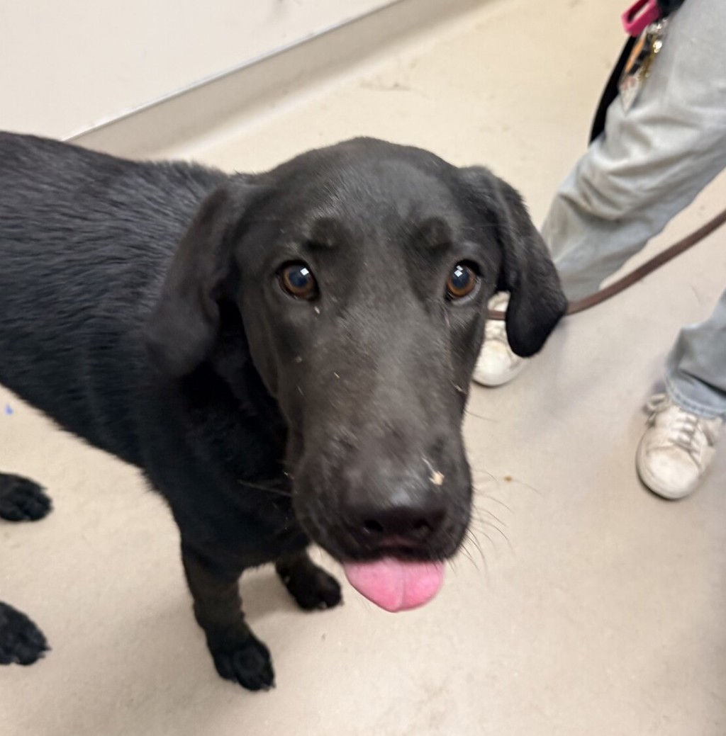 Shelter Stray Male Dog last seen Not Provided., Brawley, CA, 92227, El Cajon, CA 92020