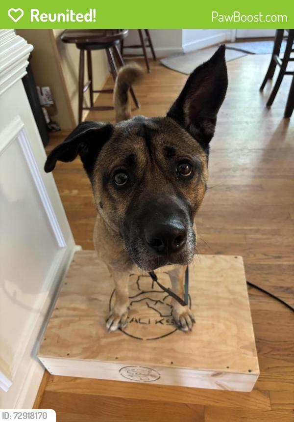 Reunited Male Dog last seen Old Kernersville Rd & Trotters Ridge Ln, Kernersville, NC 27284