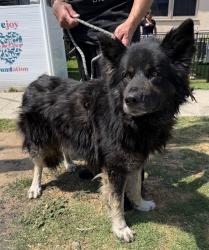 Found/Stray Male Dog last seen S Wilton Pl and W 120th St, Hawthorne, CA 90250