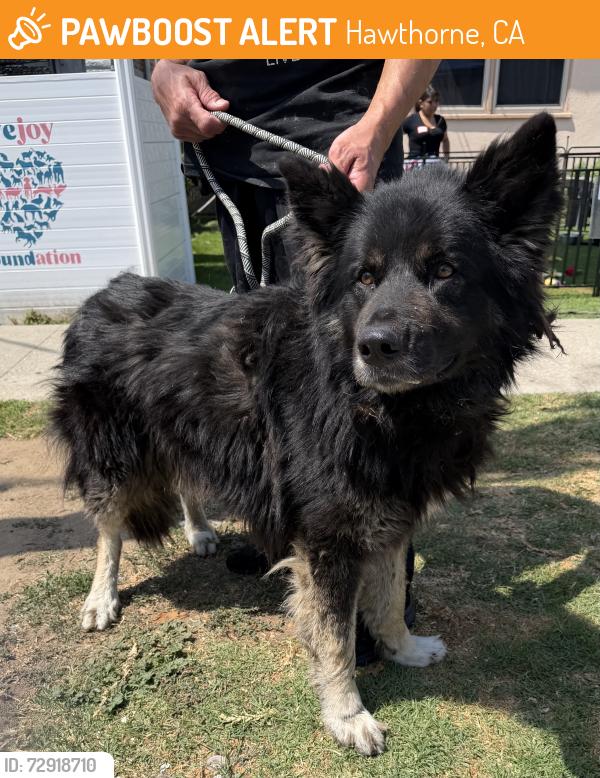Found/Stray Male Dog last seen S Wilton Pl and W 120th St, Hawthorne, CA 90250