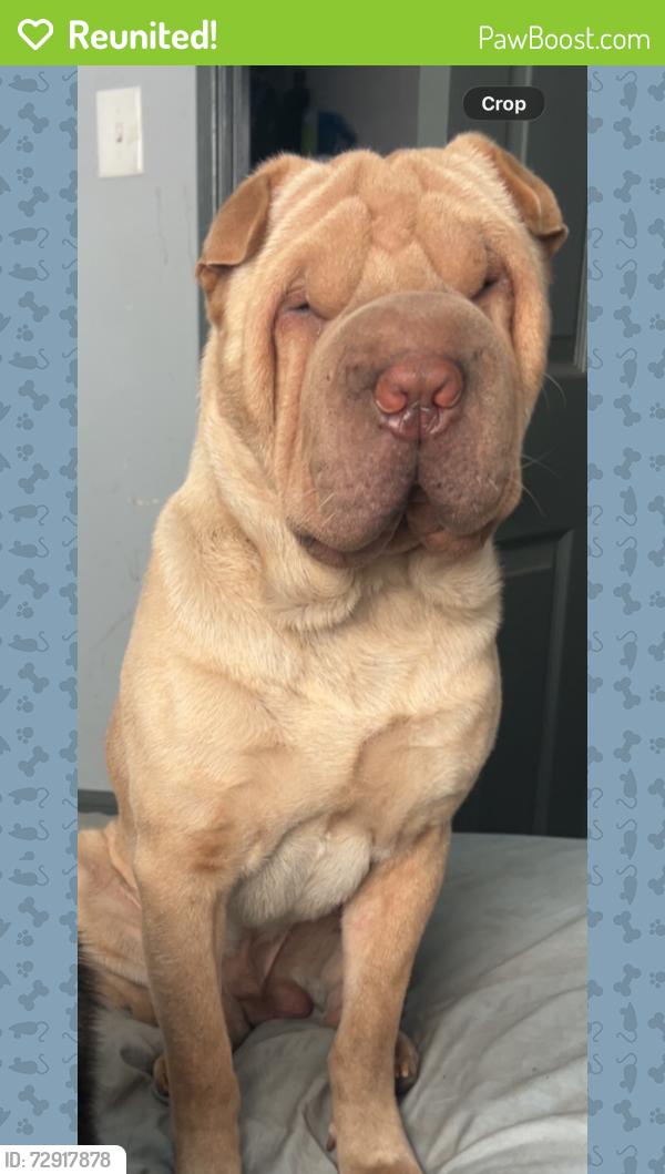Reunited Male Dog last seen 25th and Harrison , Gary, IN 46407