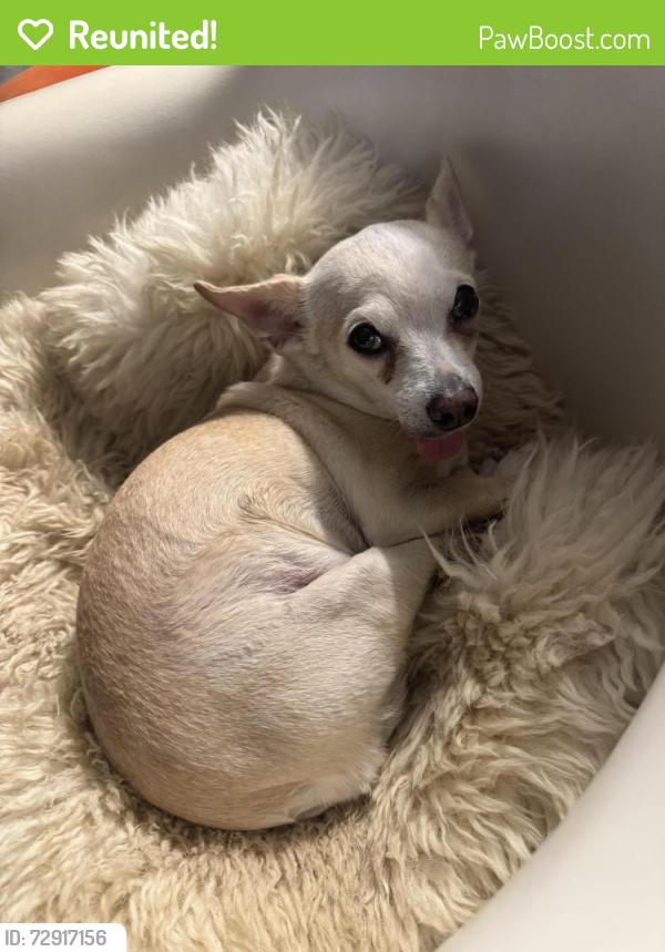 Reunited Female Dog last seen Near E. Yandell Dr, El Paso, TX 79903