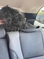Reunited Female Dog last seen Abbey Glenn neighborhood , Lubbock, TX 79424