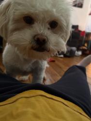 Reunited Female Dog last seen 75th seeley , Chicago, IL 60620
