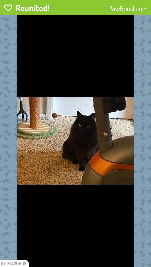 Reunited Male Cat last seen Viridian edge at the park , Colorado Springs, CO 80918