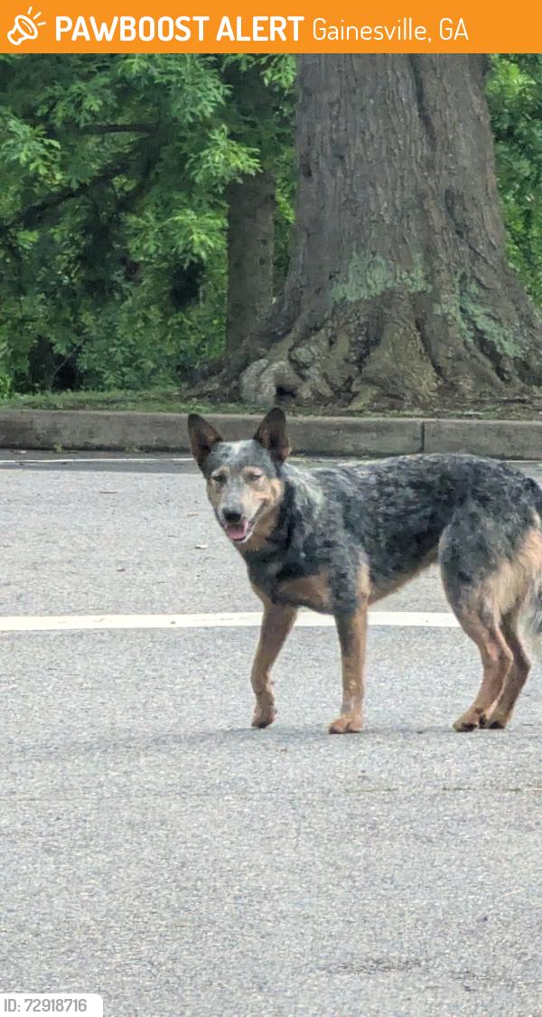 Found/Stray Unknown Dog last seen Antioch Church Rd and Sardis Rd., Gainesville, GA 30506