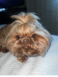 Lost Female Dog last seen W Tropicana Ave , Las Vegas, NV 89103