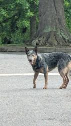 Found/Stray Unknown Dog last seen Antioch Church Rd and Sardis Rd., Gainesville, GA 30506