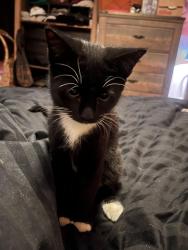 Reunited Female Cat last seen Walter and Silver, Albuquerque, NM 87102