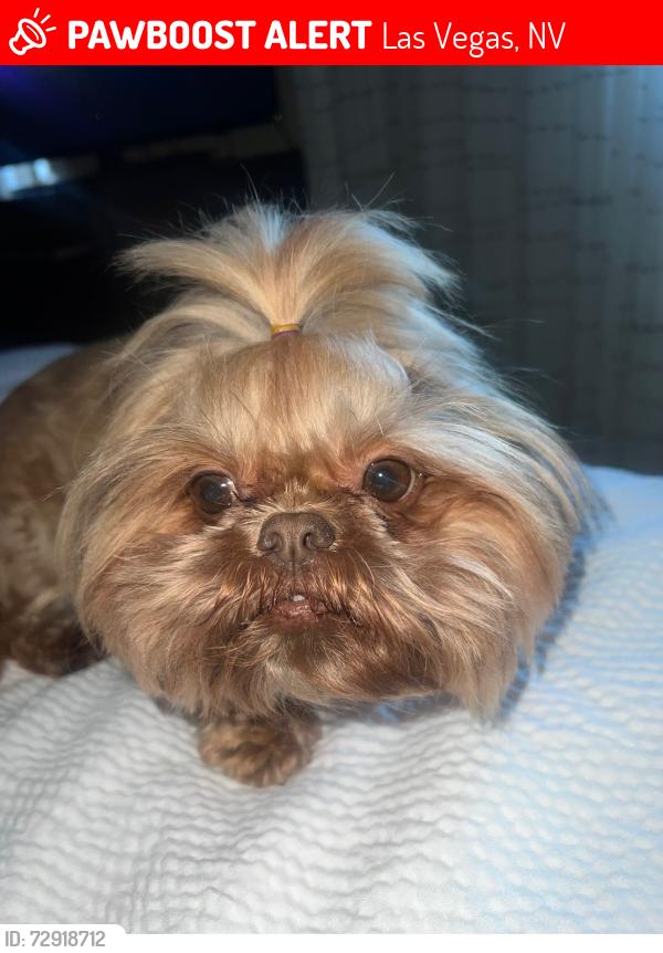 Lost Female Dog last seen W Tropicana Ave , Las Vegas, NV 89103