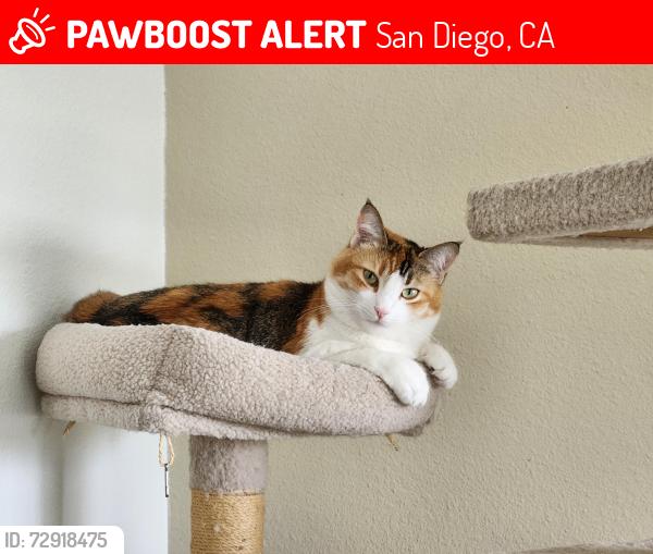 Lost Female Cat last seen Carmel View Road and Carmel Grove road, San Diego, CA 92130