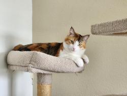 Lost Female Cat last seen Carmel View Road and Carmel Grove road, San Diego, CA 92130
