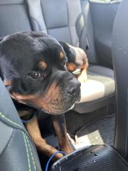 Reunited Male Dog last seen Abbey Glenn , Lubbock, TX 79424