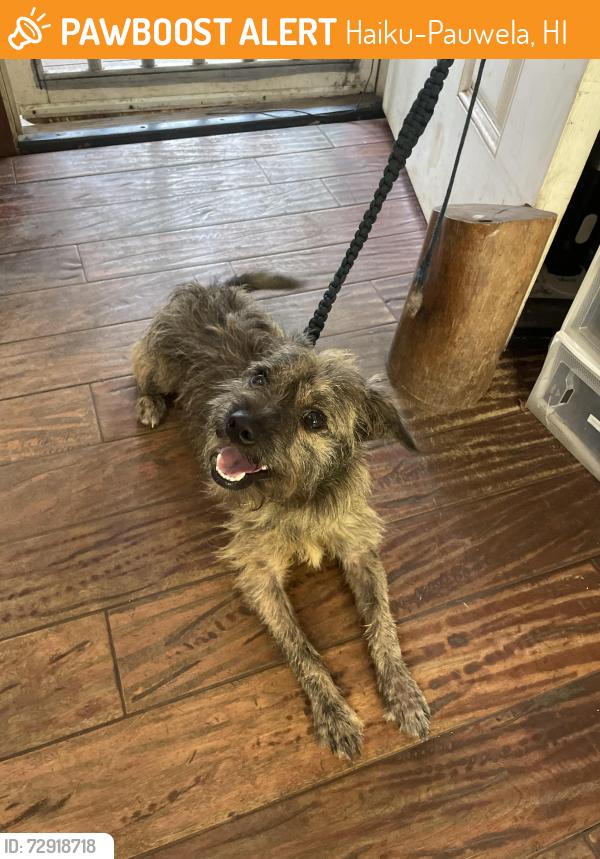 Found/Stray Male Dog last seen Jaws Country Store, Haiku-Pauwela, HI 96708
