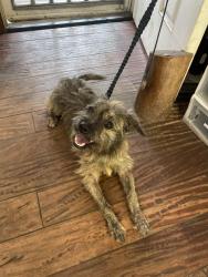 Found/Stray Male Dog last seen Jaws Country Store, Haiku-Pauwela, HI 96708