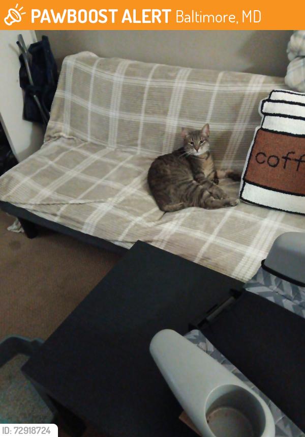 Found/Stray Male Cat last seen 9th street, Baltimore, MD 21225