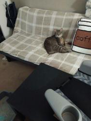 Found/Stray Male Cat last seen 9th street, Baltimore, MD 21225