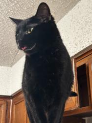 Reunited Female Cat last seen Shady drive , Hudson, FL 34669